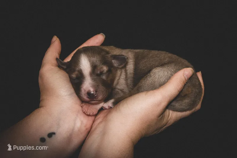 Kelley's Fly Me To The Moon – Miniature Australian Shepherd puppy for sale in Tallahassee, FL