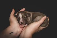 Kelley's Fly Me To The Moon, a female Miniature Australian Shepherd for sale in Tallahassee, FL – 1 of 10