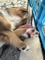 Kelley's Rocket Man, a male Miniature Australian Shepherd for sale in Tallahassee, FL – 4 of 10
