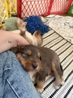 Kelley's Rocket Man, a male Miniature Australian Shepherd for sale in Tallahassee, FL – 9 of 10