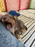 Kelley's Rocket Man, a male Miniature Australian Shepherd for sale in Tallahassee, FL – 8 of 10