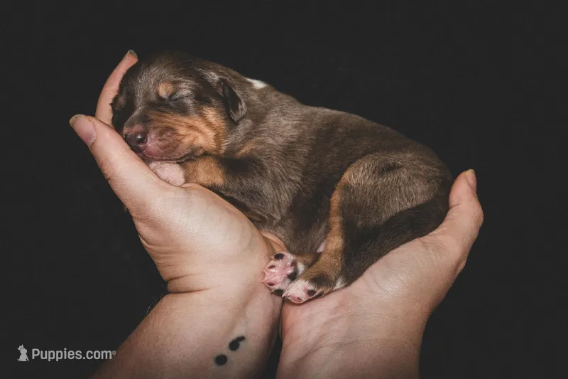 Kelley's Rocket Man – Miniature Australian Shepherd puppy for sale in Tallahassee, FL