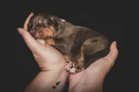 Kelley's Rocket Man, a male Miniature Australian Shepherd for sale in Tallahassee, FL – 1 of 10