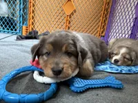 Kelley's Rocket Man, a male Miniature Australian Shepherd for sale in Tallahassee, FL – 10 of 10