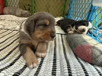 Kelley's Rocket Man, a male Miniature Australian Shepherd for sale in Tallahassee, FL – 6 of 10