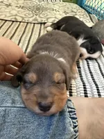 Kelley's Rocket Man, a male Miniature Australian Shepherd for sale in Tallahassee, FL – 5 of 10