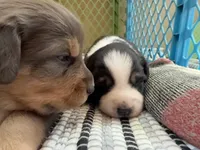 Kelley's Rocket Man, a male Miniature Australian Shepherd for sale in Tallahassee, FL – 3 of 10