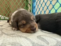Kelley's Rocket Man, a male Miniature Australian Shepherd for sale in Tallahassee, FL – 2 of 10