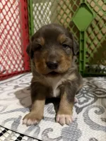Kelley's Rocket Man, a male Miniature Australian Shepherd for sale in Tallahassee, FL – 7 of 10