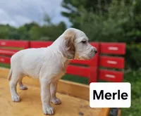 Merle, a male English Setter for sale in Morris, PA – 2 of 3