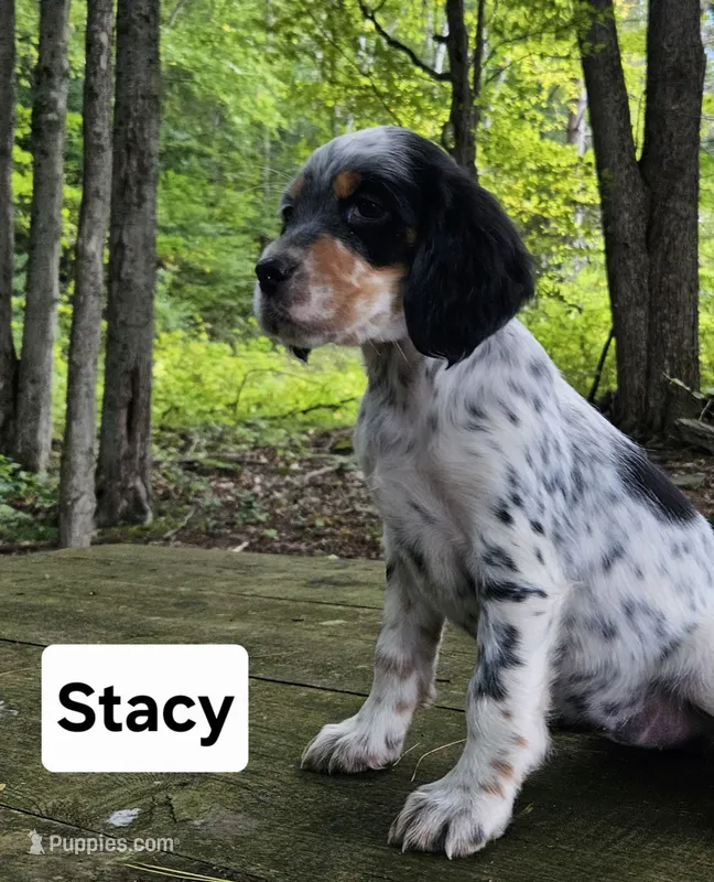 Stacy – English Setter puppy for sale in Morris, PA