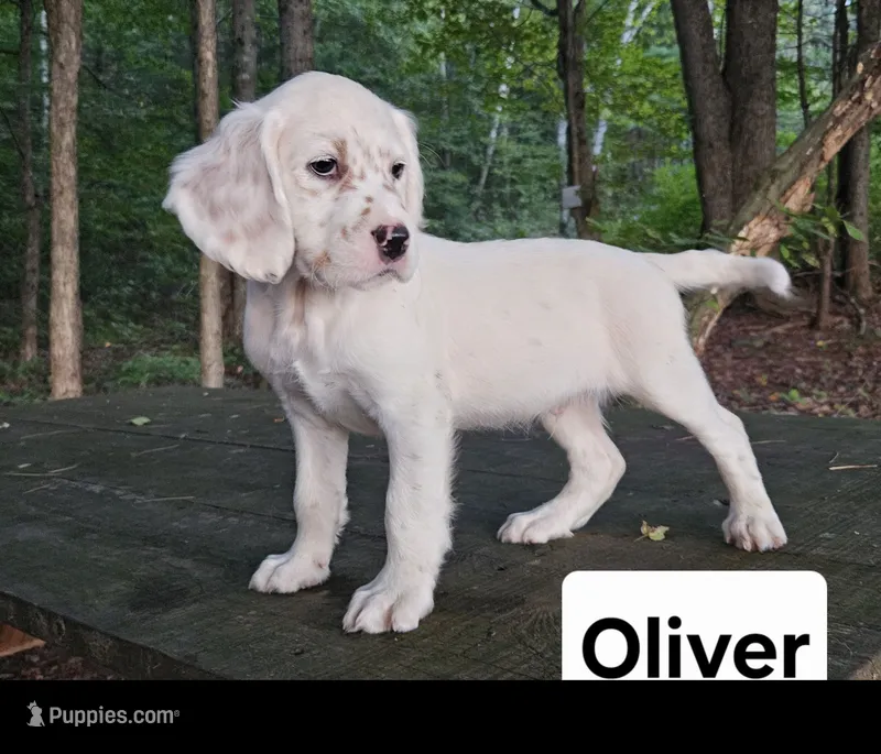 Oliver – English Setter puppy for sale in Morris, PA