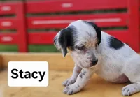 Stacy, a female English Setter for sale in Morris, PA – 2 of 3