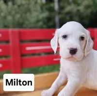 Milton, a male English Setter for sale in Morris, PA – 2 of 2