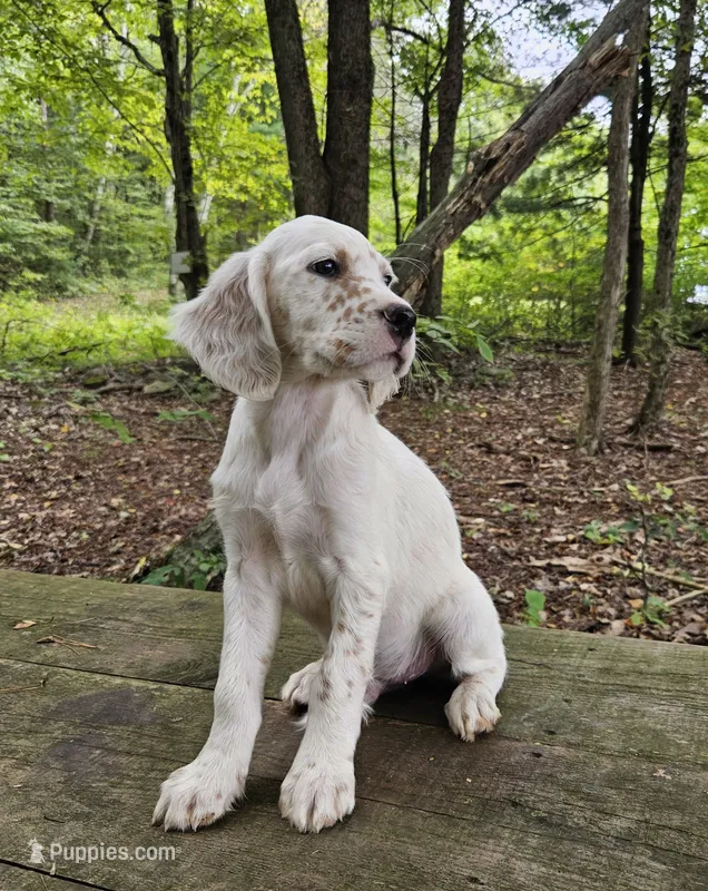 Milton – English Setter puppy for sale in Morris, PA