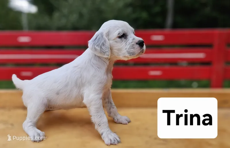 Trina – English Setter puppy for sale in Morris, PA