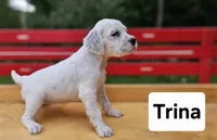 Trina, a female English Setter for sale in Morris, PA – 1 of 3