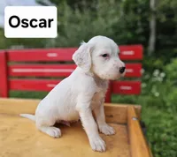Oscar, a male English Setter for sale in Morris, PA – 3 of 3