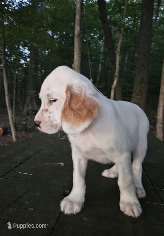 Oscar – English Setter puppy for sale in Morris, PA