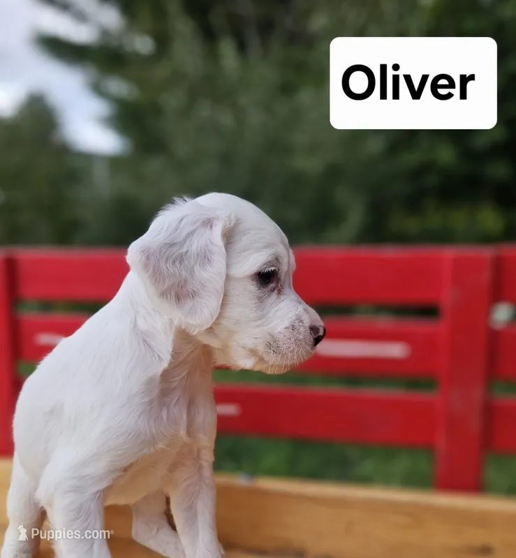Oliver – English Setter puppy for sale in Morris, PA