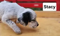Stacy, a female English Setter for sale in Morris, PA – 3 of 3