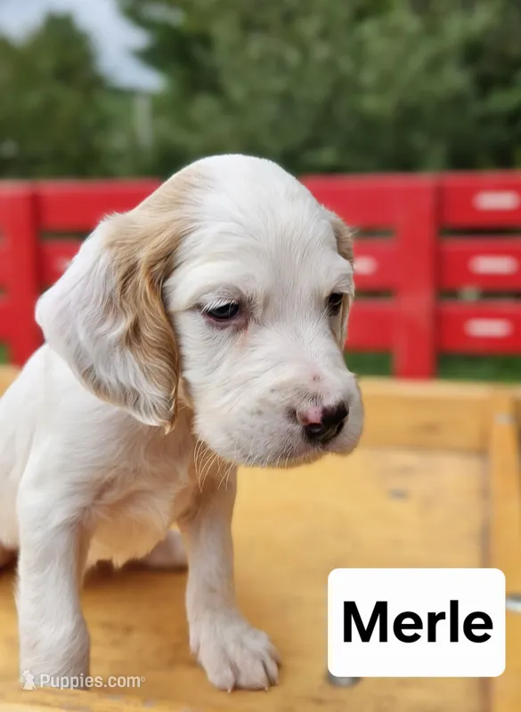 Merle – English Setter puppy for sale in Morris, PA
