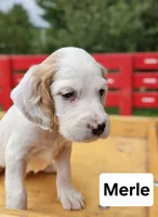 Merle, a male English Setter for sale in Morris, PA – 1 of 3