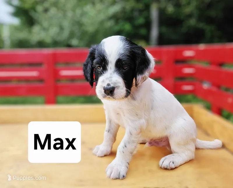 Max – English Setter puppy for sale in Morris, PA