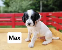 Max, a male English Setter for sale in Morris, PA – 1 of 2