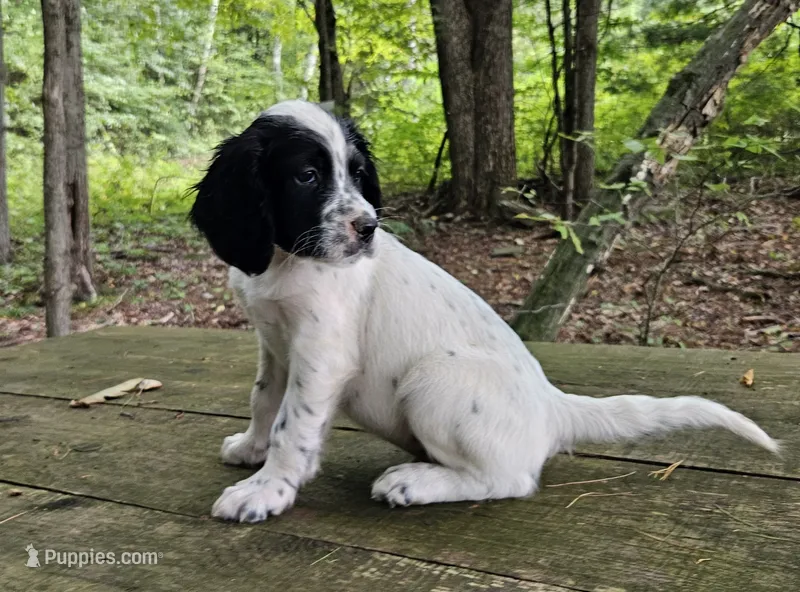Max – English Setter puppy for sale in Morris, PA