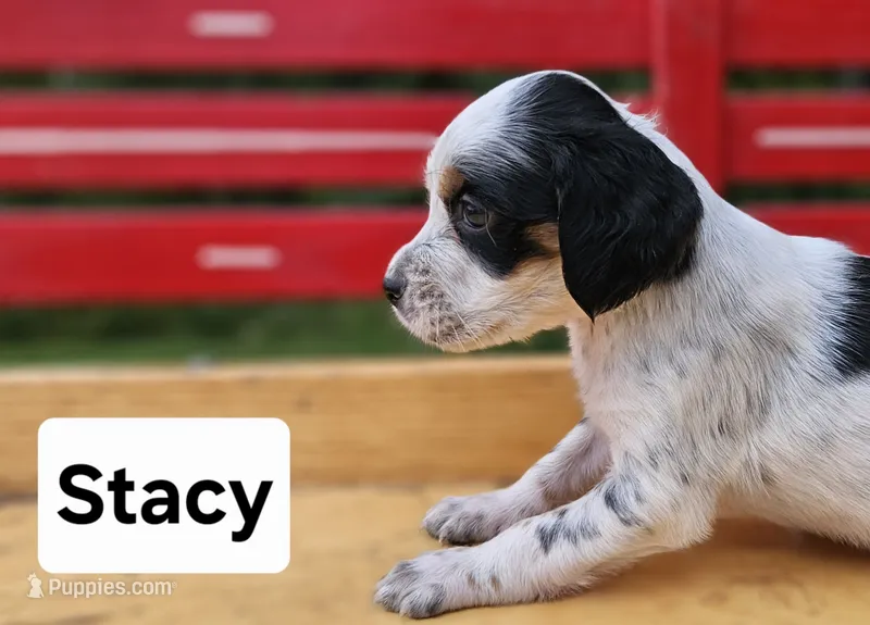 Stacy – English Setter puppy for sale in Morris, PA