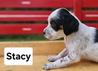 Stacy, a female English Setter for sale in Morris, PA – 1 of 3