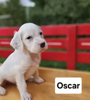 Oscar, a male English Setter for sale in Morris, PA – 2 of 3