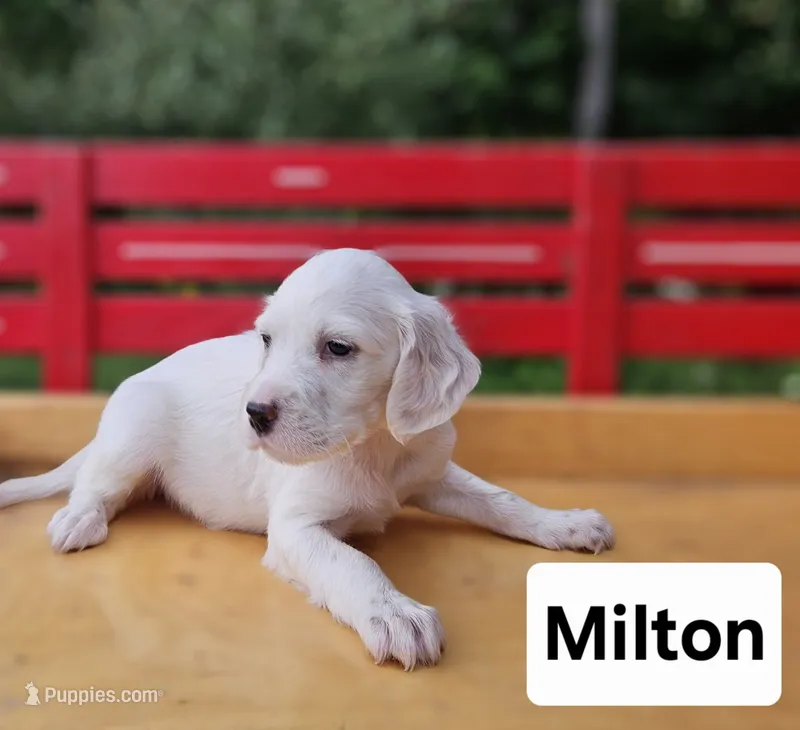 Milton – English Setter puppy for sale in Morris, PA