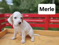 Merle, a male English Setter for sale in Morris, PA – 3 of 3