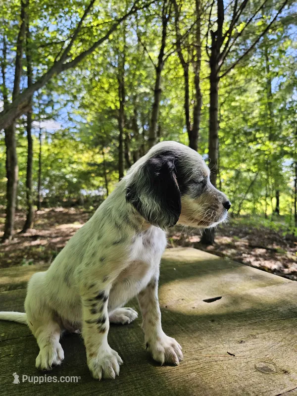 Stacy – English Setter puppy for sale in Morris, PA