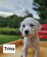 Trina, a female English Setter for sale in Morris, PA – 3 of 3
