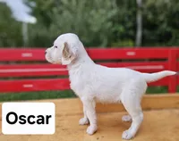 Oscar, a male English Setter for sale in Morris, PA – 1 of 3