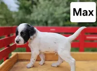 Max, a male English Setter for sale in Morris, PA – 2 of 2
