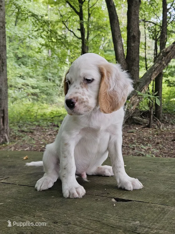 Merle – English Setter puppy for sale in Morris, PA