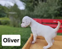 Oliver, a male English Setter for sale in Morris, PA – 2 of 2