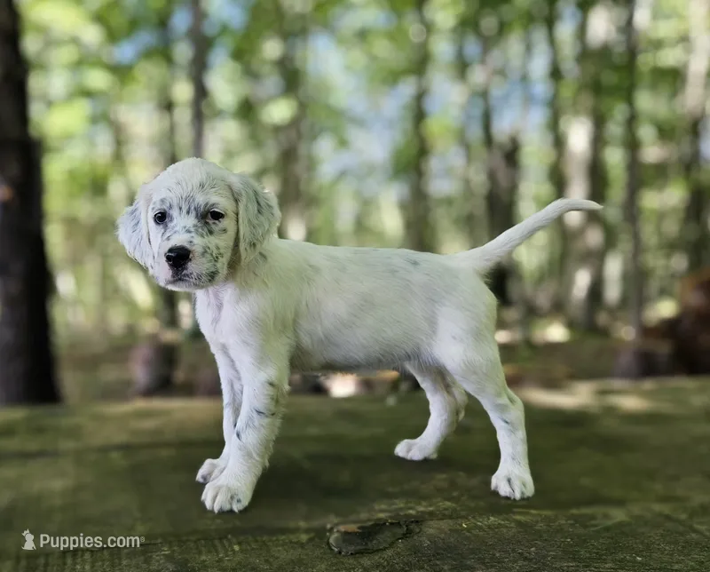 Trina – English Setter puppy for sale in Morris, PA