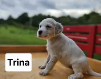 Trina, a female English Setter for sale in Morris, PA – 2 of 3