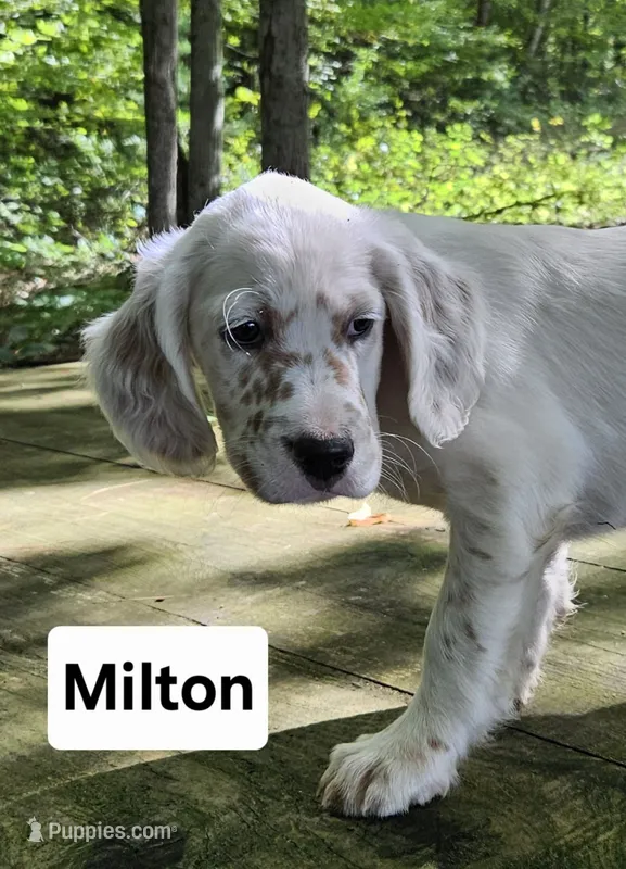 Milton – English Setter puppy for sale in Morris, PA
