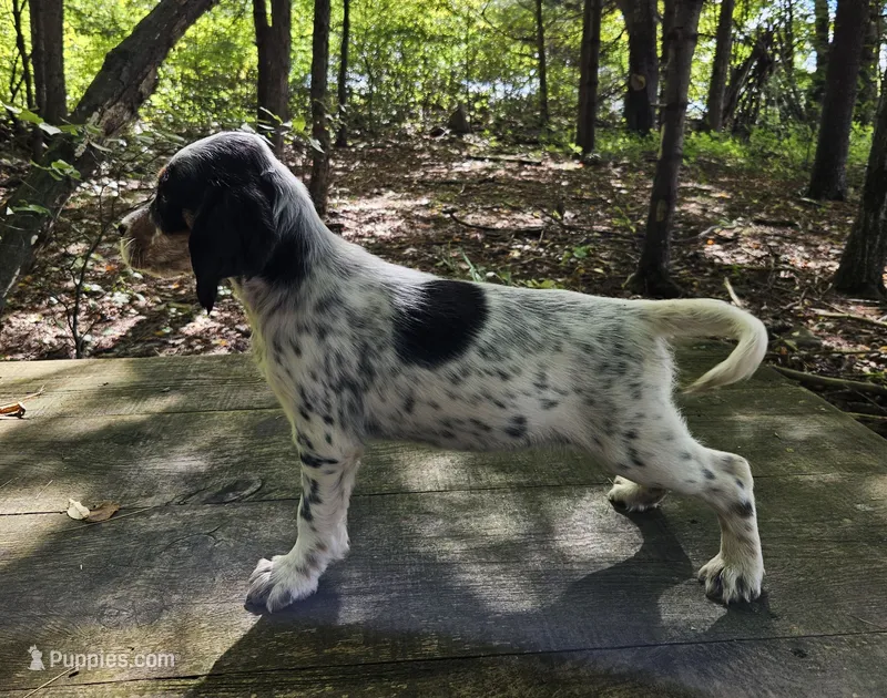 Stacy – English Setter puppy for sale in Morris, PA