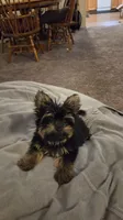 Toedoe, a male Yorkipoo for sale in Las Vegas, NV – 6 of 10