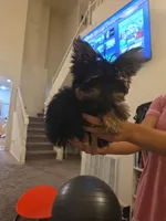 Toedoe, a male Yorkipoo for sale in Las Vegas, NV – 2 of 10