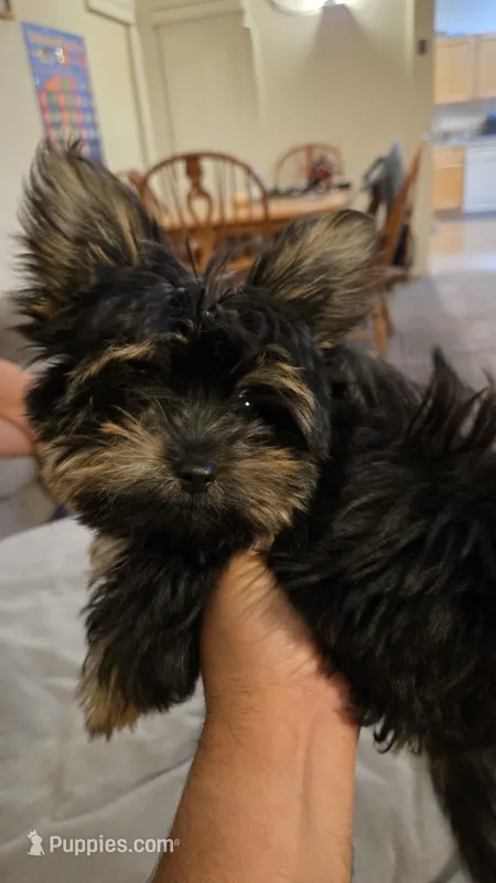 Toedoe – Yorkipoo puppy for sale in Las Vegas, NV