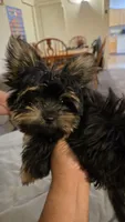 Toedoe, a male Yorkipoo for sale in Las Vegas, NV – 1 of 10