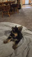 Toedoe, a male Yorkipoo for sale in Las Vegas, NV – 10 of 10